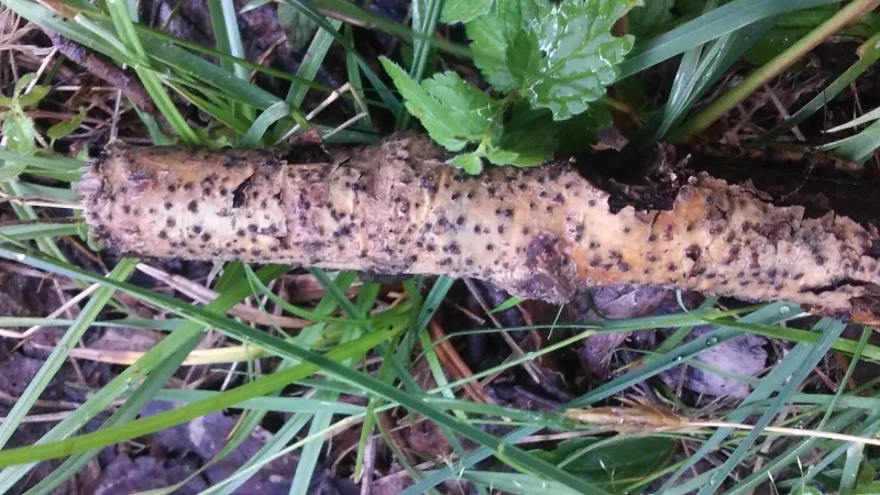 Cryptovalsa protracta 1 - 20190728_073743